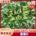 红薯叶，番薯叶，可供电商，新鲜翠绿，鲜嫩，自然生长。