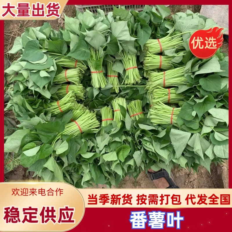 红薯叶，番薯叶，可供电商，新鲜翠绿，鲜嫩，自然生长。