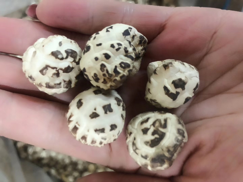 天白花菇精品花菇一手货源量大价优全国供应欢迎选购