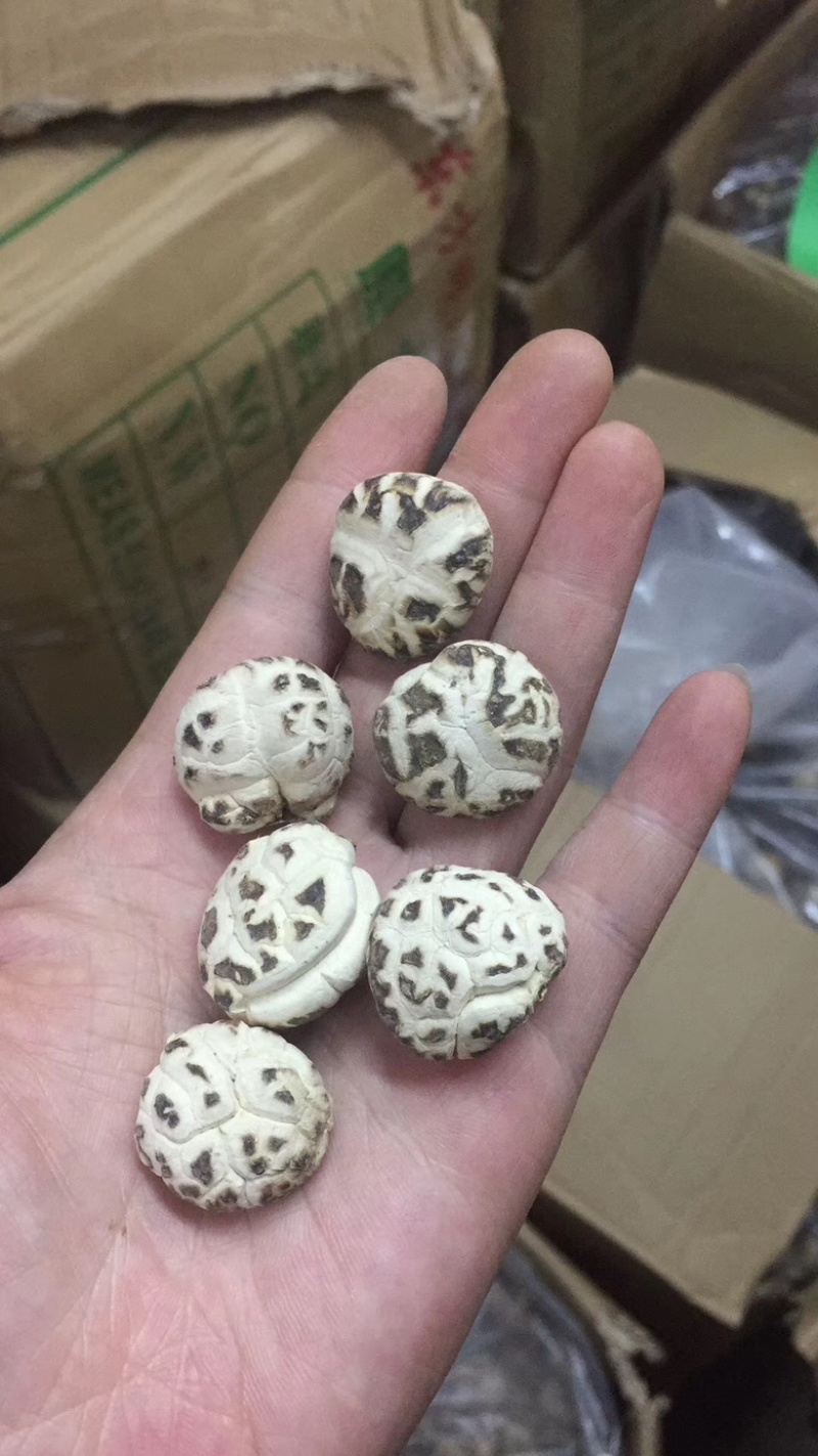天白花菇精品花菇一手货源量大价优全国供应欢迎选购