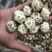 天白花菇精品花菇一手货源量大价优全国供应欢迎选购