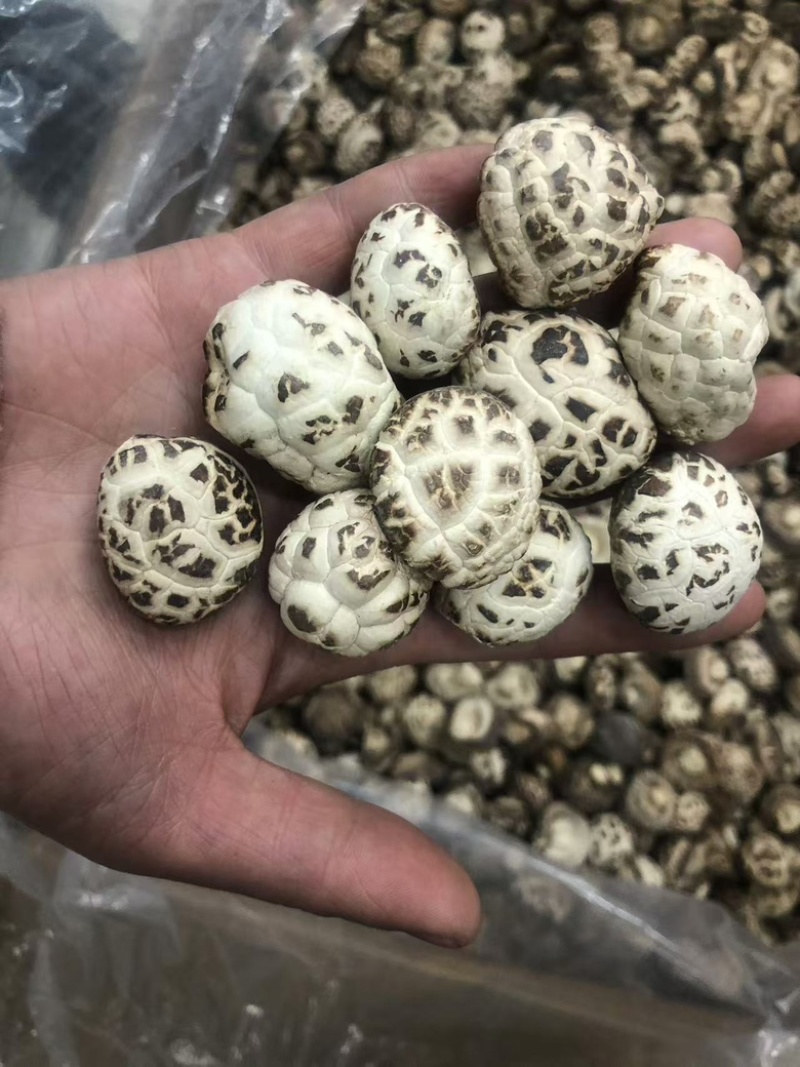 天白花菇精品花菇一手货源量大价优全国供应欢迎选购