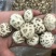 天白花菇精品花菇一手货源量大价优全国供应欢迎选购