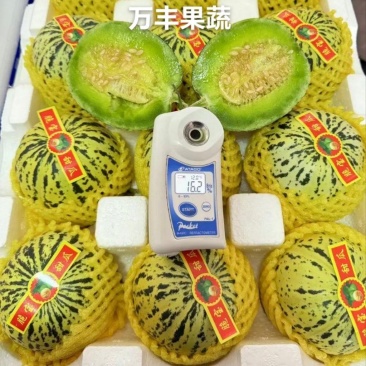 山东花蕾花美人花仙子吉糖大量上市产地源头直供