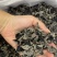 精品木耳大量上市供货稳定存储容易运输方便全国供应价格美丽