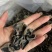 精品木耳大量上市供货稳定存储容易运输方便全国供应价格美丽