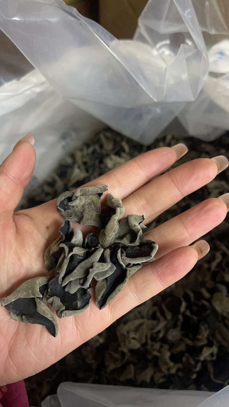 精品木耳大量上市供货稳定存储容易运输方便全国供应价格美丽