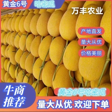 威龙7号黄金6号黄皮哈蜜瓜产地直发一手货源代发全国