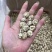 天白花菇精品花菇一手货源量大价优全国供应欢迎选购
