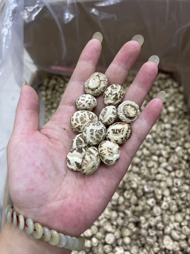 天白花菇精品花菇一手货源量大价优全国供应欢迎选购