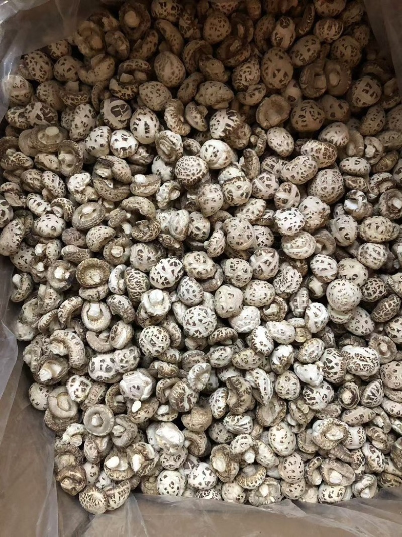天白花菇精品花菇一手货源量大价优全国供应欢迎选购