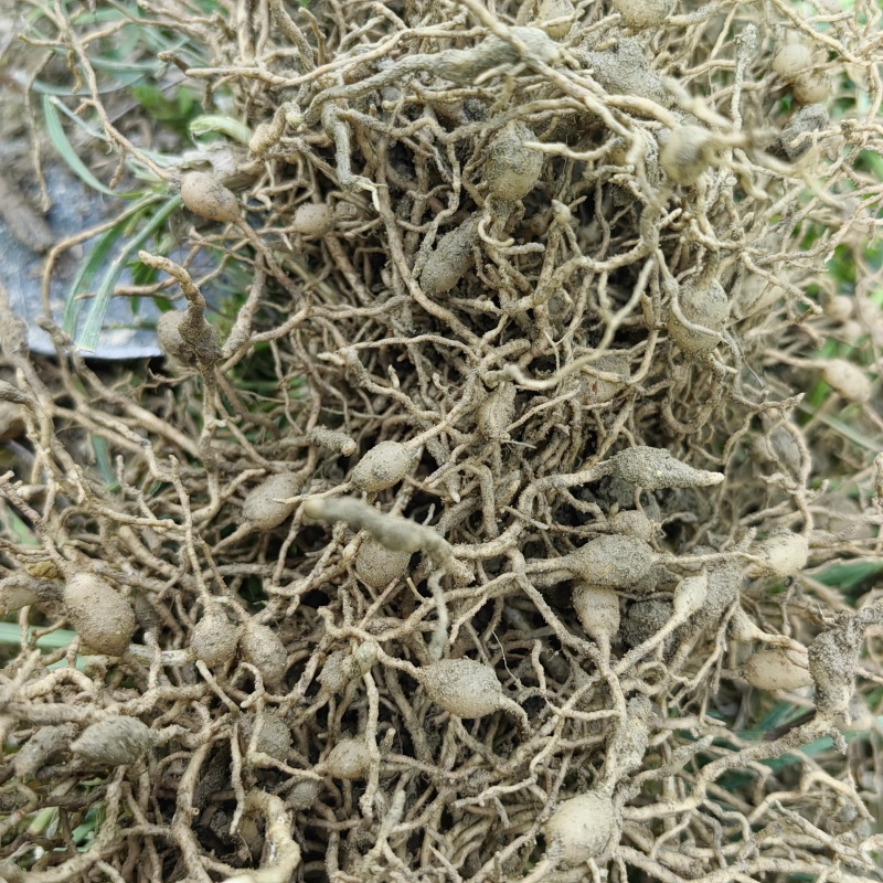 贵州野生麦冬鲜货