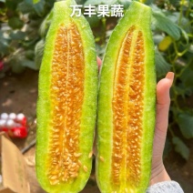 山东博洋61博洋六一甜瓜原产地直供一手货源电联看货