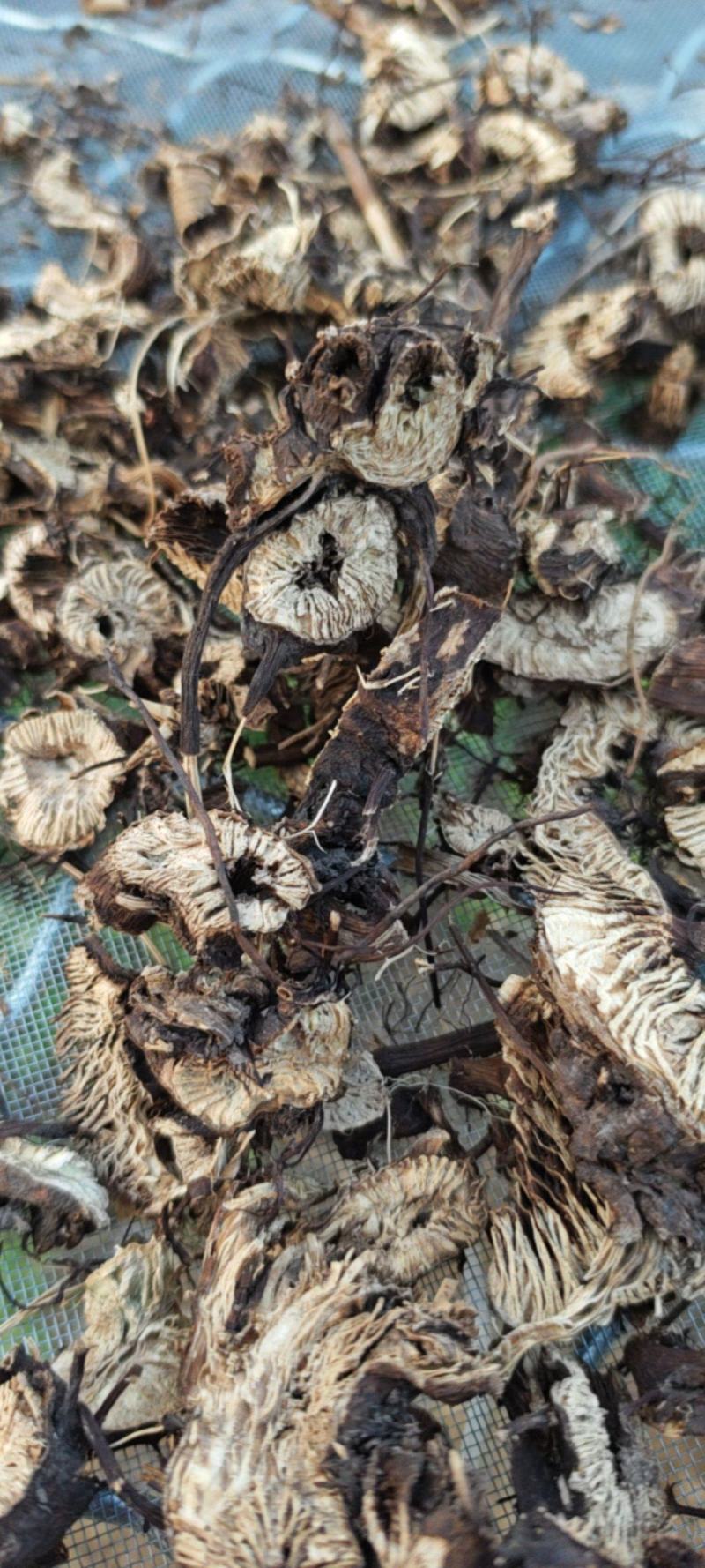 切片通货升麻野生的