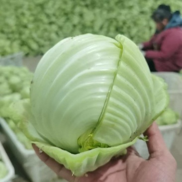 大肉包心芥菜