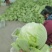 大肉包心芥菜
