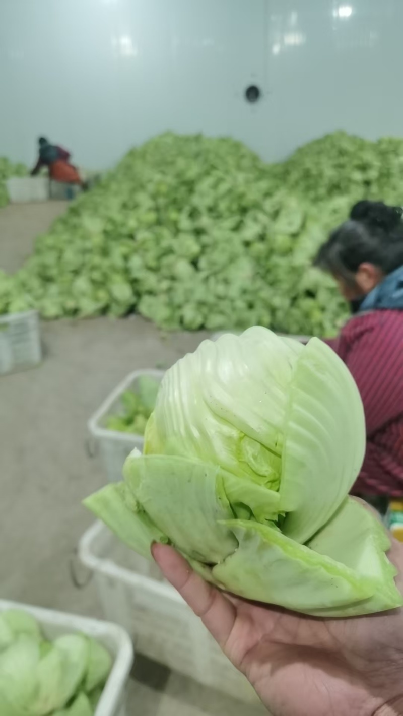 大肉包心芥菜