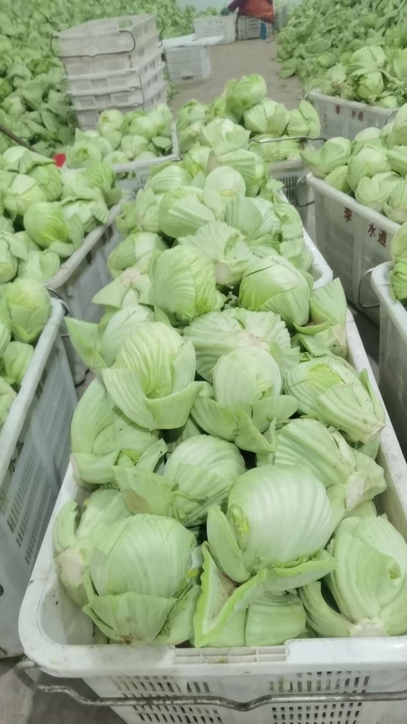 大肉包心芥菜