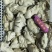 ！熟冻乳山生蚝肉纯熟冻颗粒10-20