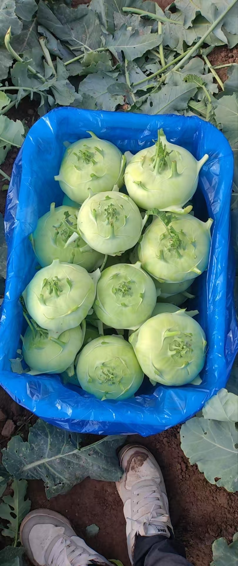 精品苤蓝，大量供应，基地出货，支持各种规格包装