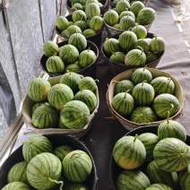精品美都麒麟西瓜，产地直供，头茬瓜质量精品，量大从优