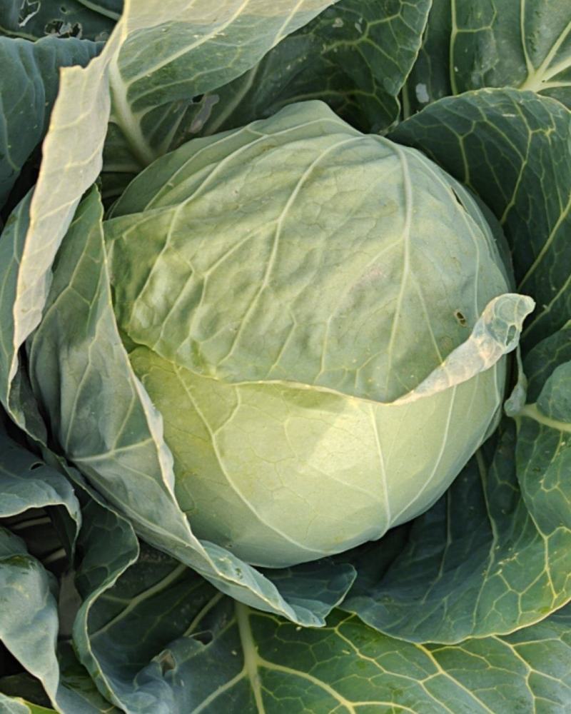 山东橄榄菜好品种脆