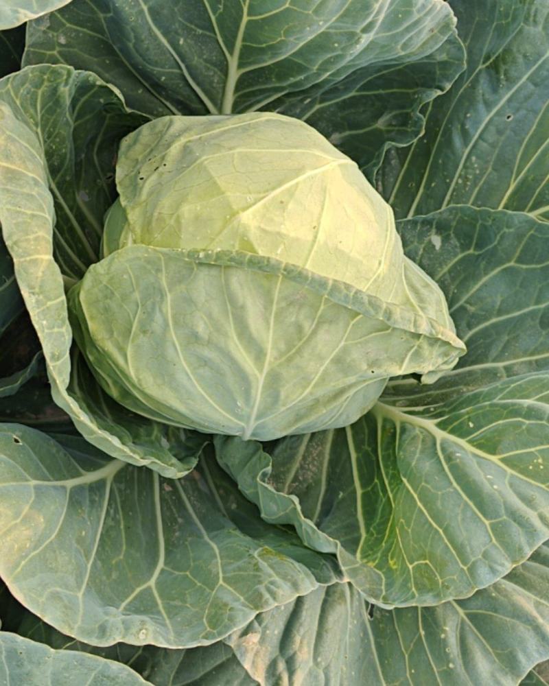 山东橄榄菜好品种脆