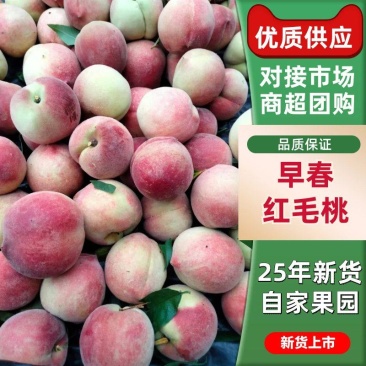 毛桃（加州早甜桃又名五月甜桃）果红脆甜，色泽亮丽
