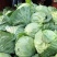 甘蓝中甘甘蓝现挖现发产地直供一手货源欢迎咨询