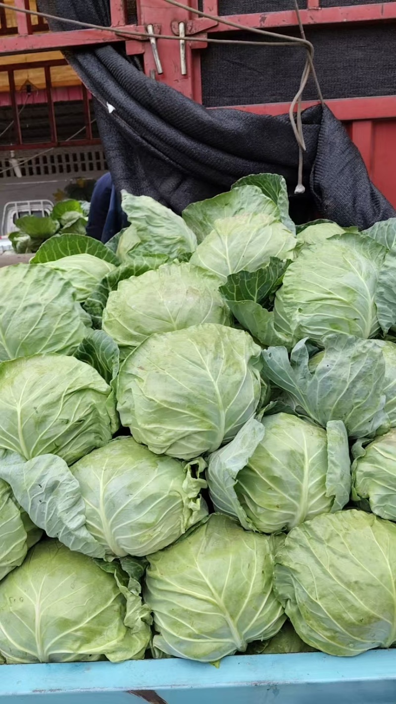 甘蓝中甘甘蓝现挖现发产地直供一手货源欢迎咨询