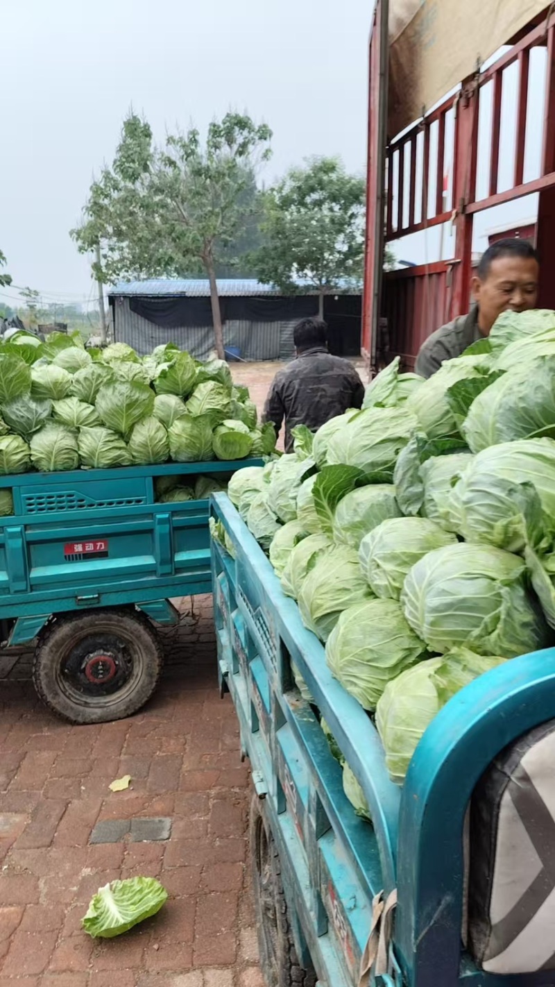 甘蓝中甘甘蓝现挖现发产地直供一手货源欢迎咨询