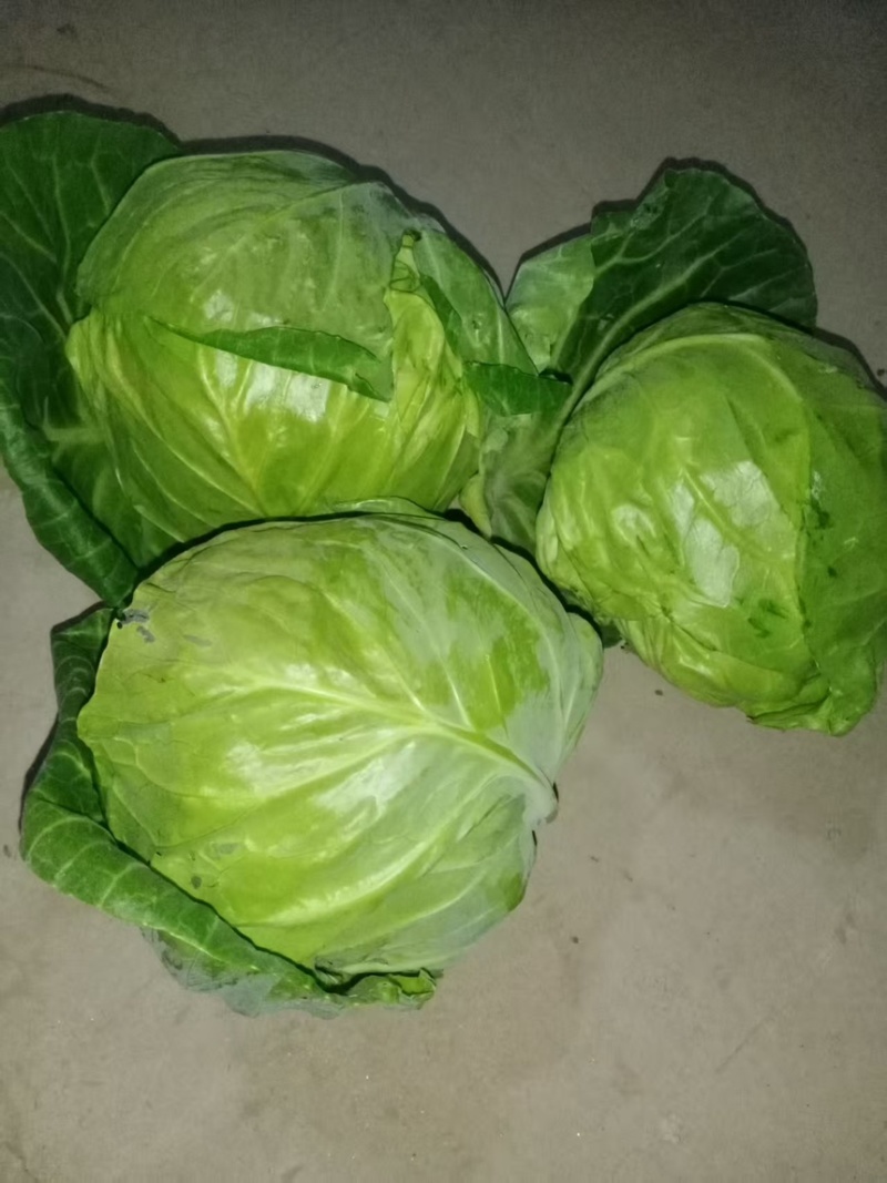 甘蓝中甘甘蓝现挖现发产地直供一手货源欢迎咨询