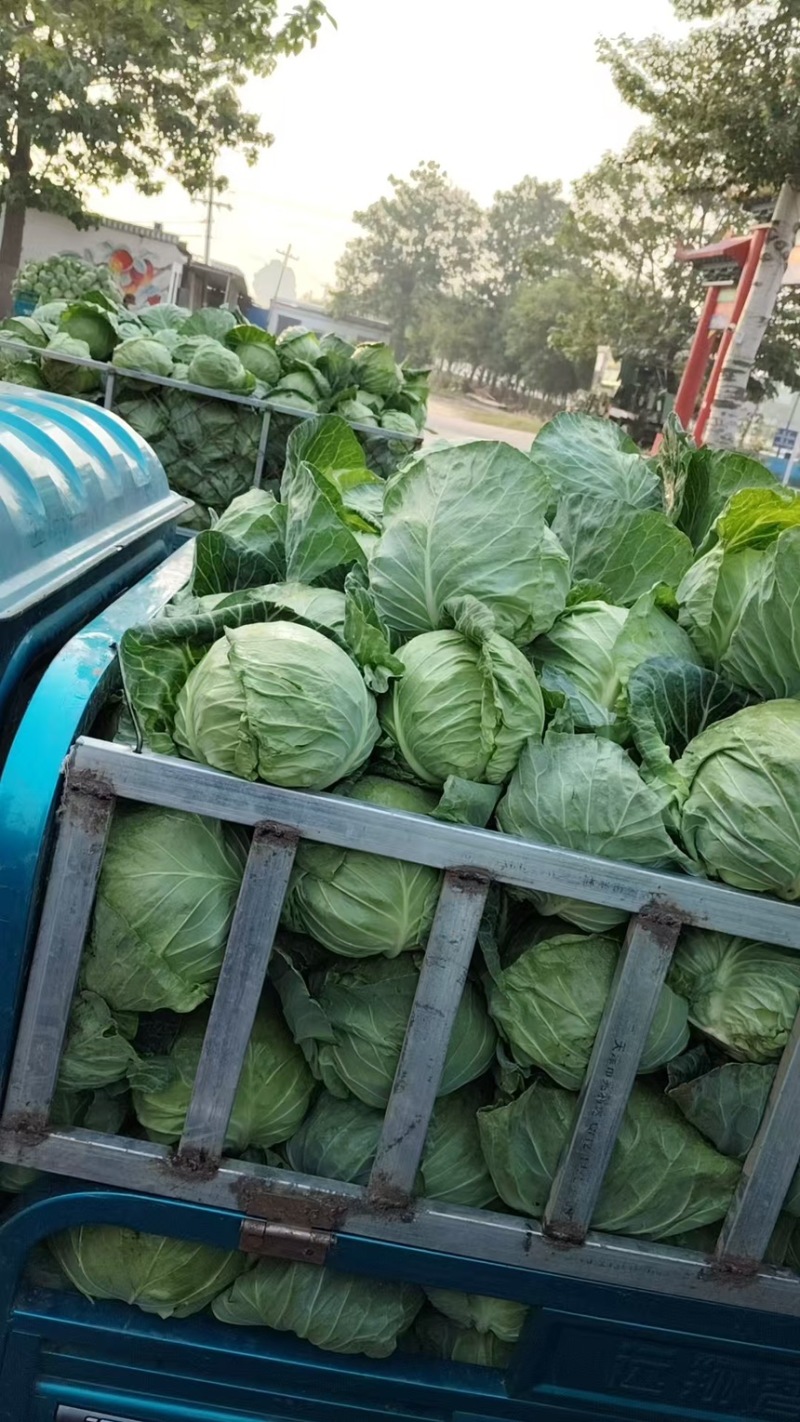 甘蓝中甘甘蓝现挖现发产地直供一手货源欢迎咨询
