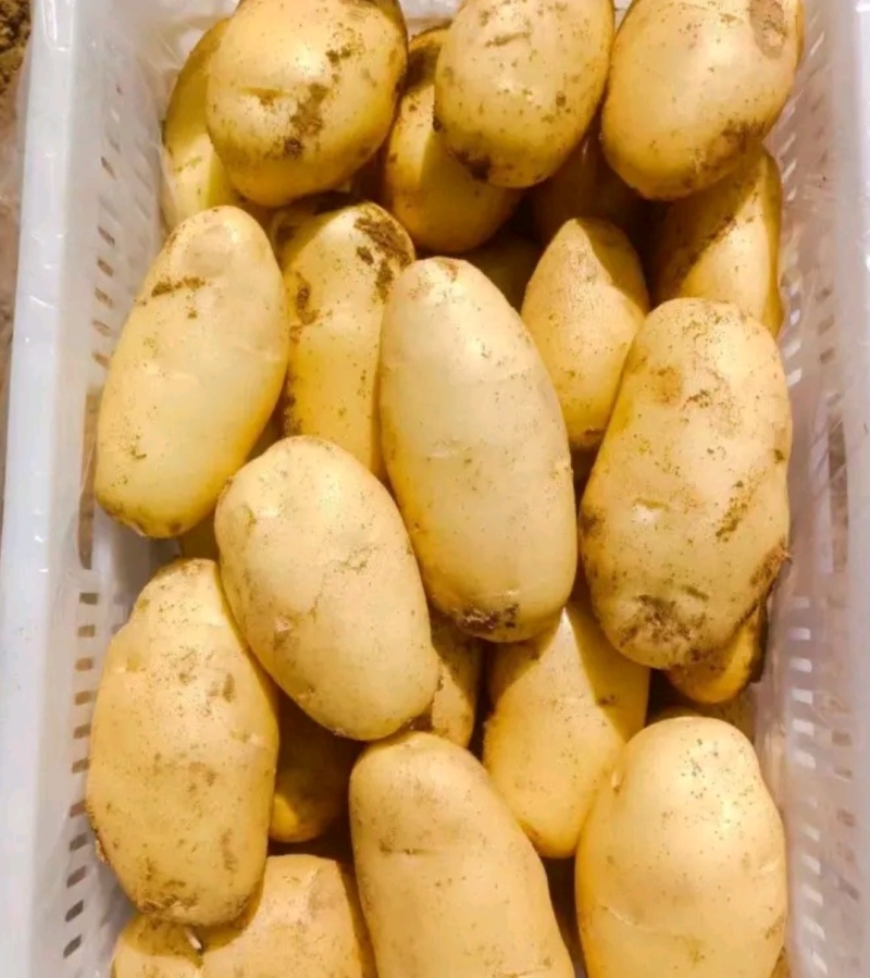 沃土五号土豆