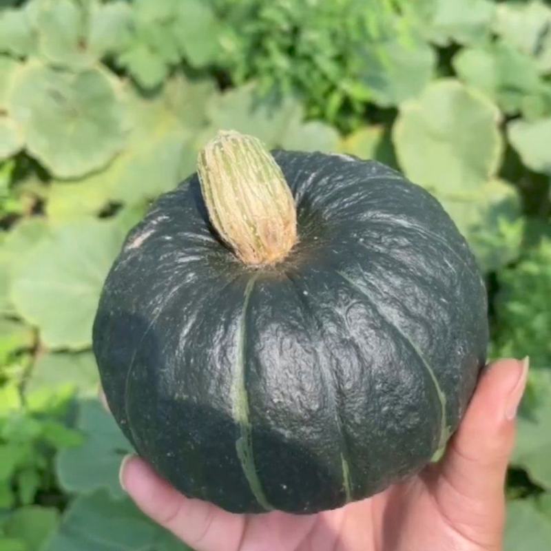 贝贝南瓜