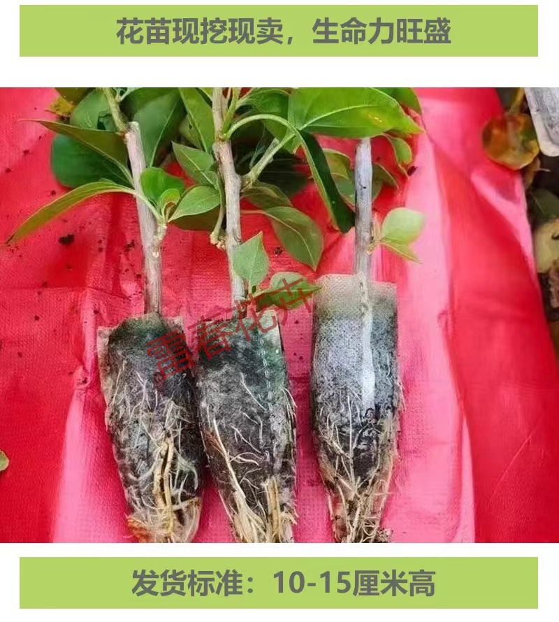 【1000棵】云南重瓣彩色三角梅袋苗爬藤植物四季开花