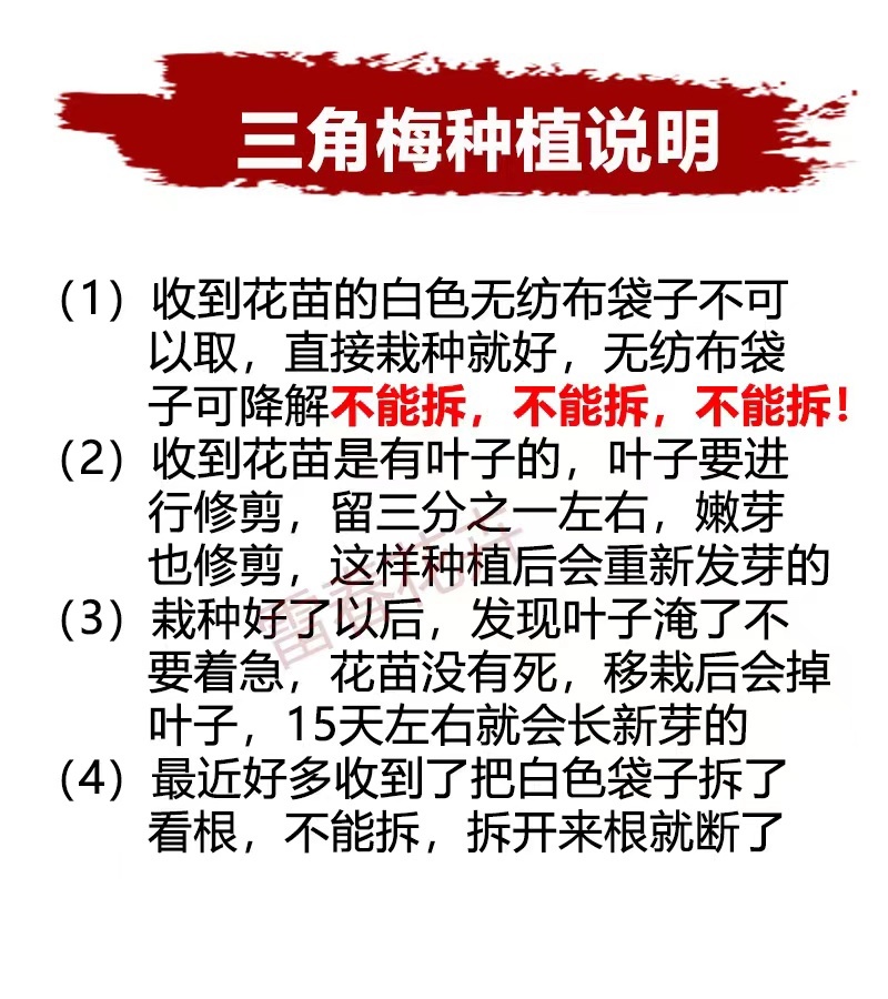 【1000棵】云南重瓣彩色三角梅袋苗爬藤植物四季开花