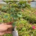 【1000棵】云南重瓣彩色三角梅袋苗爬藤植物四季开花
