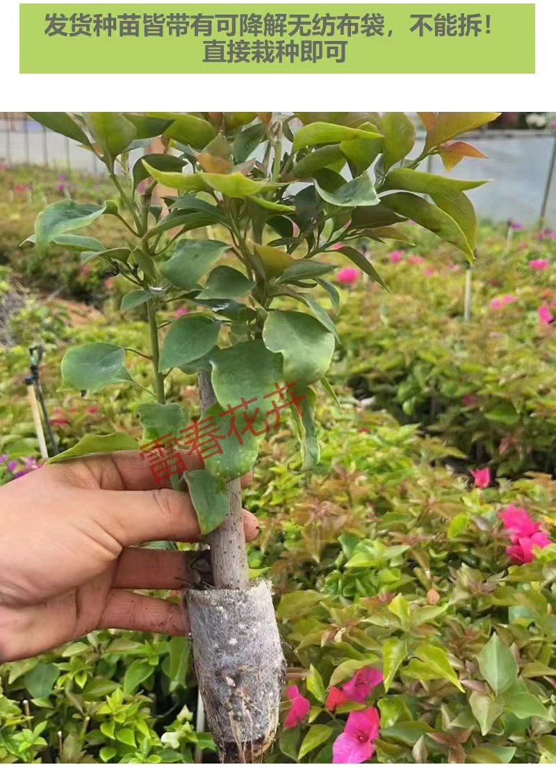 【1000棵】云南重瓣彩色三角梅袋苗爬藤植物四季开花