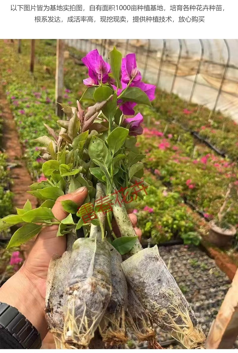【1000棵】云南重瓣彩色三角梅袋苗爬藤植物四季开花