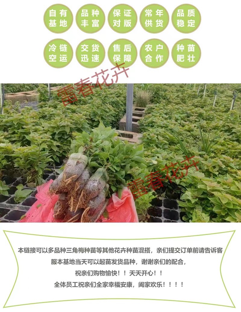 【1000棵】云南重瓣彩色三角梅袋苗爬藤植物四季开花
