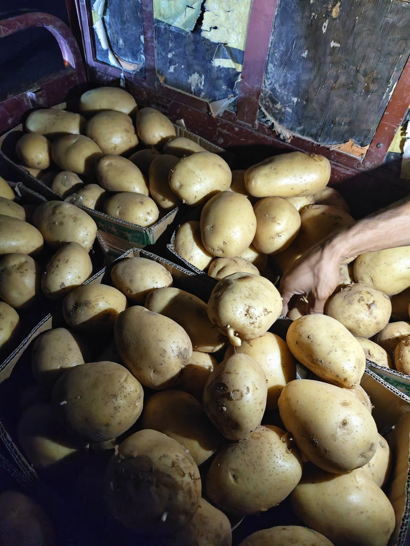 甄选河南土豆大量上市，可供商超，电商，批发市场