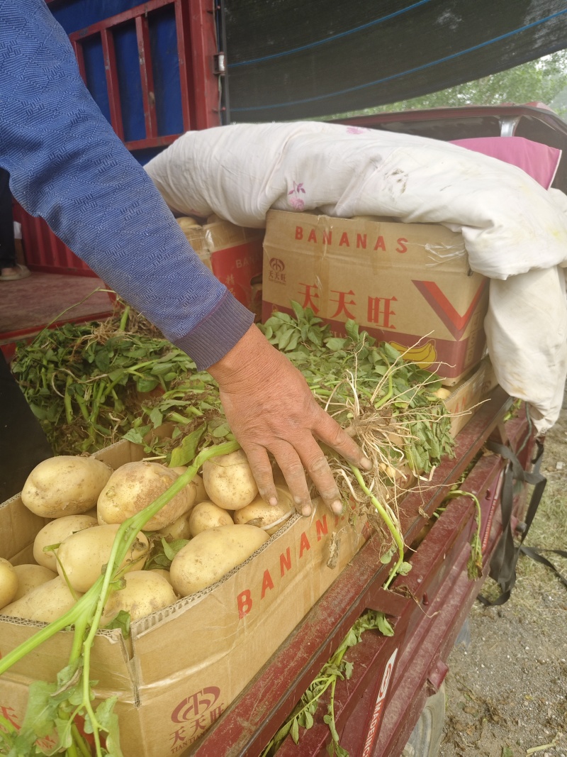 甄选河南土豆大量上市，可供商超，电商，批发市场