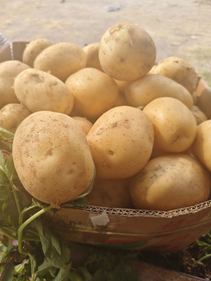 甄选河南土豆大量上市，可供商超，电商，批发市场