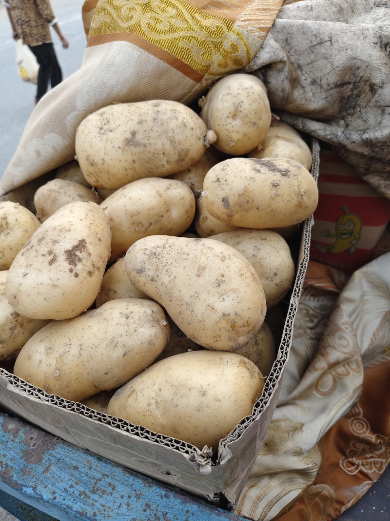 甄选河南土豆大量上市，可供商超，电商，批发市场