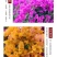 【100棵】云南重瓣彩色三角梅袋苗爬藤植物四季开花