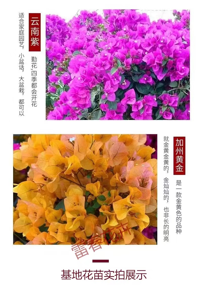 【100棵】云南重瓣彩色三角梅袋苗爬藤植物四季开花