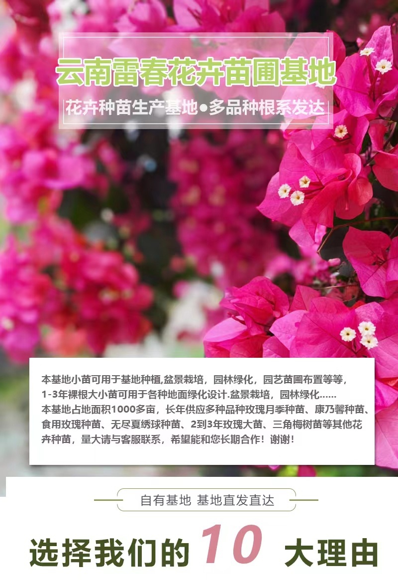 【100棵】云南重瓣彩色三角梅袋苗爬藤植物四季开花