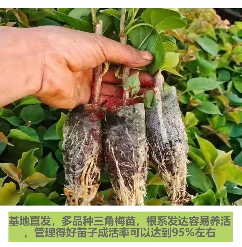 【100棵】云南重瓣彩色三角梅袋苗爬藤植物四季开花