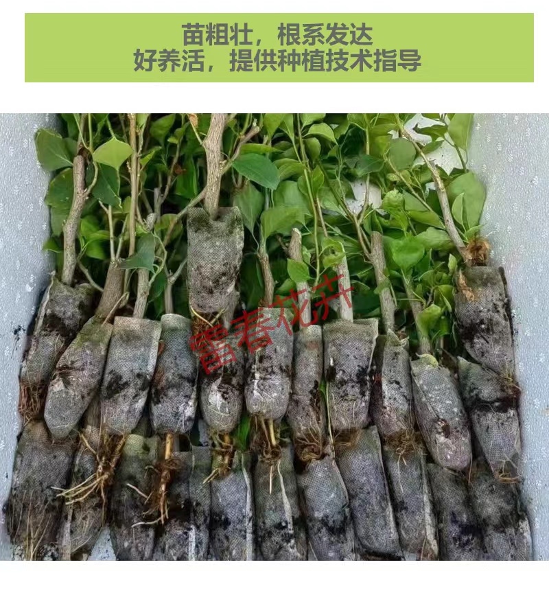 【100棵】云南重瓣彩色三角梅袋苗爬藤植物四季开花